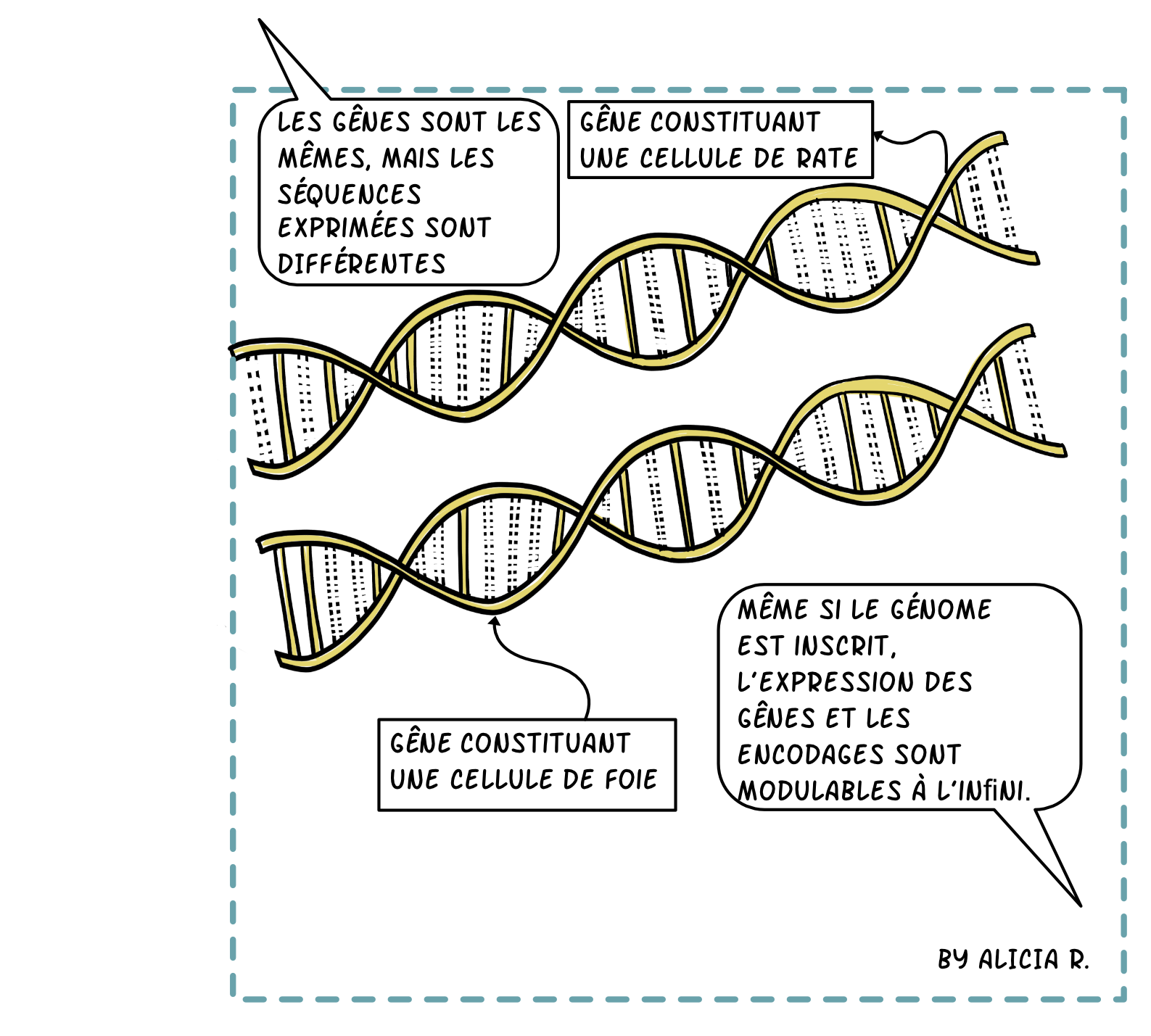 épigénétique schéma explication